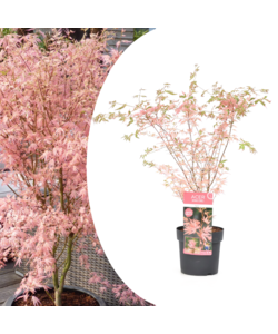 Japansk Ahorntræ - Acer palmatum 'Taylor' - Træ - ø19cm - Højde 50-60 cm