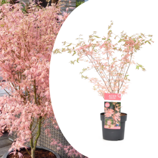Acer palmatum - Japanischer Ahorn 'Taylor' - Topf 19cm - Höhe 50-60cm
