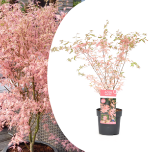 Japanese Maple 'Taylor' - Acer palmatum - Pot 19 cm - Height 50-60cm