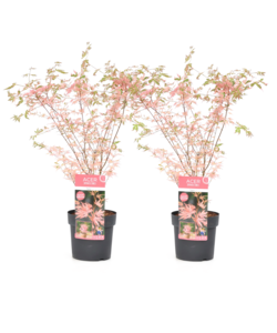 Japanese Maple 'Taylor' - Set of 2 - Acer palmatum - Pot 19 cm - Height 50-60cm