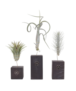 Tillandsia 'Burnt Wood Trio' - Set van 3 - Luchtplanten - Hoogte 30-35cm