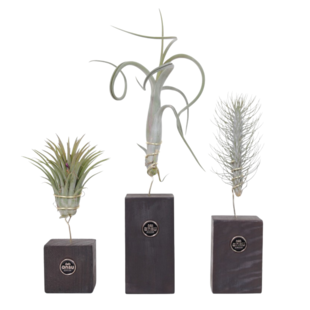 Tillandsia 'Burnt Wood Trio' - Set de 3 - Hauteur 30-35cm