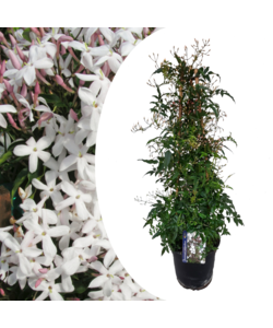 Jasminum Polyanthum - Pirámide - Planta de jardín - ⌀ 17 cm - Altura 60-70cm
