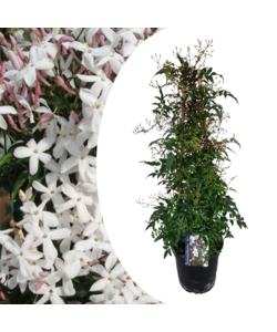 Jasminum Polyanthum - Piramide - Tuinplant - Pot 17cm - Hoogte 60-70cm