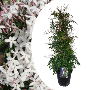 Jasminum Polyanthum - Pyramid - Garden Plant - Pot 17cm - Height 60-70cm