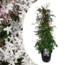 Jasminum Polyanthum - Piramide - Tuinplant - Pot 17cm - Hoogte 60-70cm