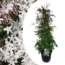 Jasminum Polyanthum - Pyramide - Gartenpflanze - Topf 17cm - Höhe 60-70cm
