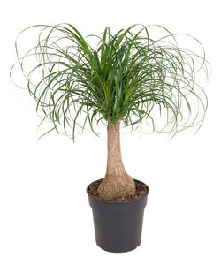 Beaucarnea recurvata - Robuuste stam - Olifantspoot - Pot 21cm - Hoogte 60-70cm