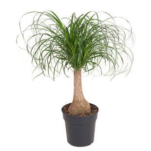 Large Beaucarnea 'Elephant's foot'- Pot 21cm - Height 70 cm