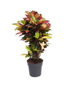 Codiaeum variegatum 'Mrs. Iceton' - Croton - Pot 27cm - Hoogte 110-120cm