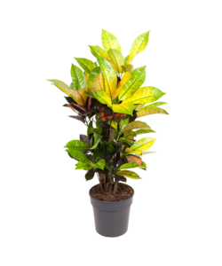 Codiaeum variegatum 'Mrs. Iceton' - Croton - Pot 19cm - Hoogte 60-70cm