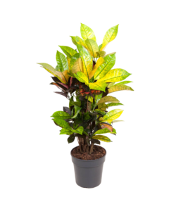 Codiaeum variegatum 'Mrs. Iceton' - Pot 19cm - Hauteur 60-70cm
