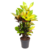 Codiaeum variegatum 'Mrs. Iceton' - ⌀19cm - Altezza 60-70cm
