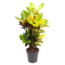 Codiaeum variegatum 'Mrs. Iceton' - Kroton - ⌀19cm - Wysokość 60-70 cm