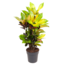 Croton codiaeum 'Mrs. Iceton' - wonder shrub - ø19cm - Height 70-60cm