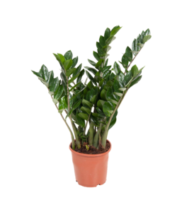 Zamioculcas Emerald - Glücksfeder - Topf 21cm - Höhe 70-80cm