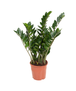 Zamioculcas Emerald ZZ Plant - Pot 21 cm - Height 70-80 cm