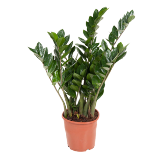 Zamioculcas Emerald - ZZ-plant - Kamerplant - Pot 21cm - Hoogte 70-80cm