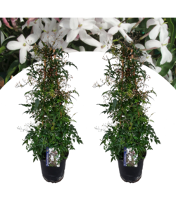 Jasminum polyanthum 'Piramida' - Zestaw 2 - ⌀17cm - Wysokość 60-70cm