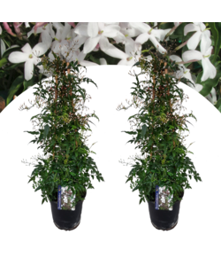 Jasminum Polyanthum - Set of 2 - Pyramid - Garden - ø17cm - Height 60-70cm