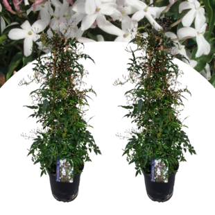 Jasminum Polyanthum - Set of 2 - Pyramid - Garden - ø17cm - Height 60-70cm