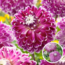 Dahlia Vancouver - Bulbes de fleurs - Set de 3