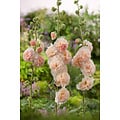 Alcea Rosea Peaches 'N Dreams - Set of 6 - Hollyhock - Rootstocks -  FloraStore