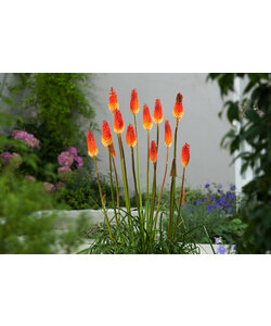 Tritoma Kniphofia Alcazar - Set of 3 - Torch lilies - Rootstocks