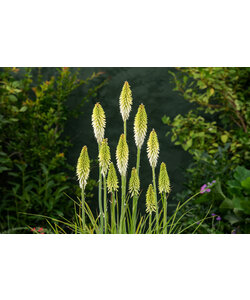 Tritoma Kniphofia Ice Queen - Set of 3 - Torch lilies - Rootstocks