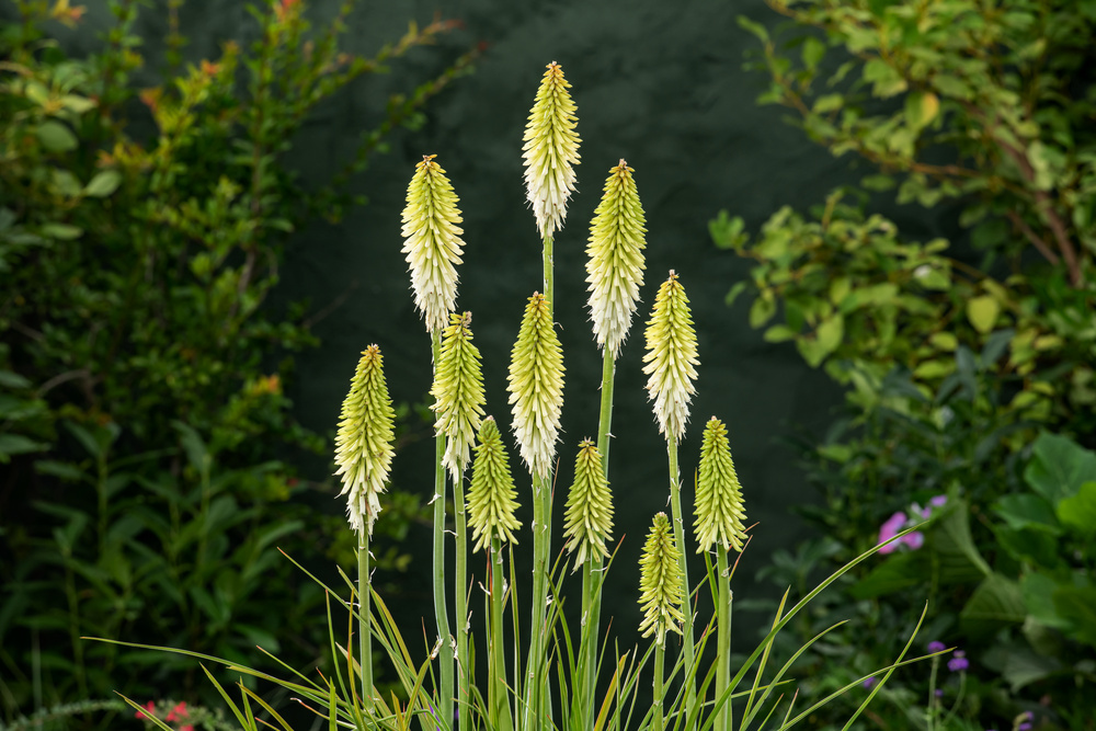 Kniphofia deals