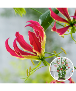 Gloriosa Rothschildiana - Set of 3 - Tubers - Glory Lily - Climbing Lily