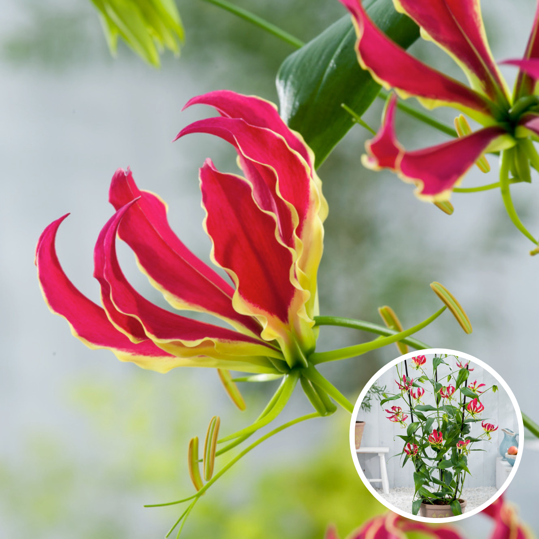 Gloriosa rothschildiana cheap