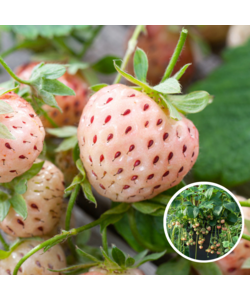 Fragaria White Pine - Juego de 6 - Pineberry - Raíces - Pineberry