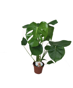 Monstera deliciosa - Fensterblatt - Topf 14cm - Höhe 45-55cm