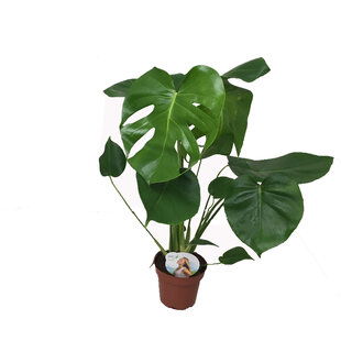 Monstera Deliciosa - Gatenplant - Pot 14cm - Hoogte 45-55cm