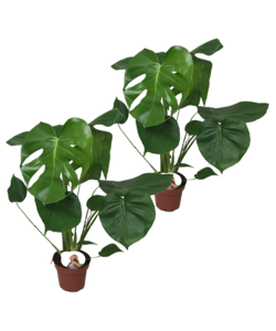 Monstera deliciosa - 2er Set - Fensterblatt - Topf 14cm - Höhe 45-55cm