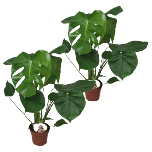 Monstera Deliciosa - Set van 2 - Gatenplant - Pot 14cm - Hoogte 45-55cm