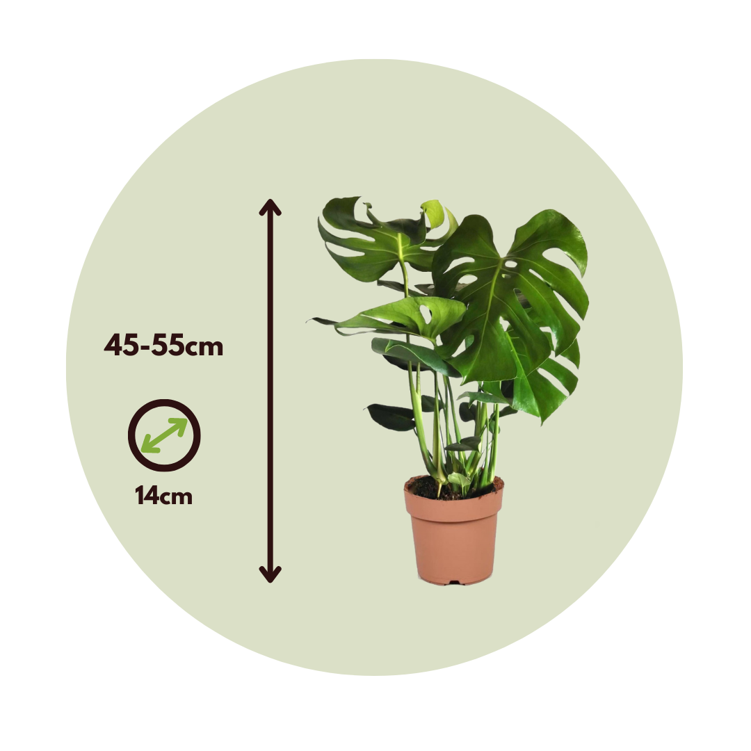 KENTIS - Monstera Deliciosa Pianta Vera da Interno - Piante da Appartamento  - H 45-55 cm Vaso Ø 14 cm : : Giardino e giardinaggio