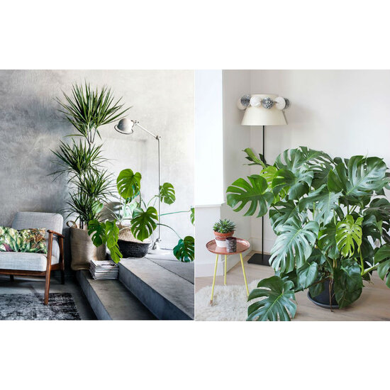 Acheter Plante à Trous (Monstera deliciosa) - Elle s'adapte à tout type  d'intérieur 