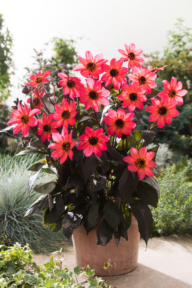 Dahlia (DALIA decorativa) MIX FIORE GIGANTE (5pz.) - Floriana Bulbose