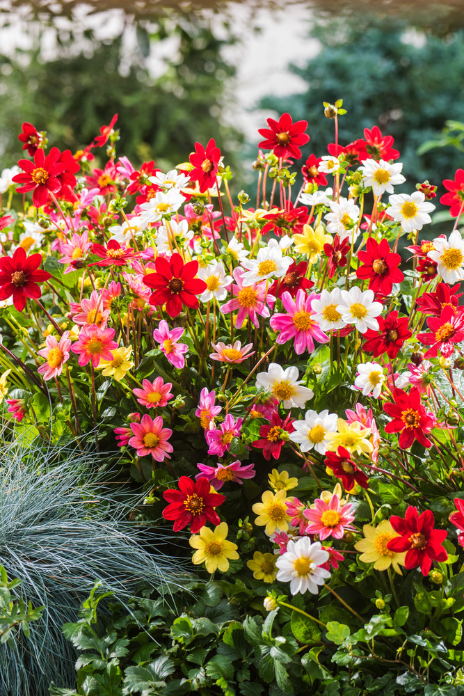 Dahlia (DALIA decorativa) MIX FIORE GIGANTE (5pz.) - Floriana Bulbose