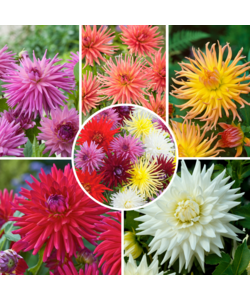 Dahlia Cactus - Dahlia bulbs - Mix of 5