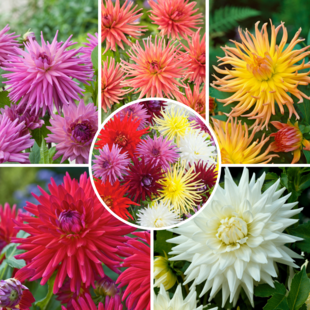 Dahlia Cactus - Dahlia bulbs - Mix of 5