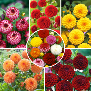 Dahlia Pompon - Dahlia tubers - Mix of 5