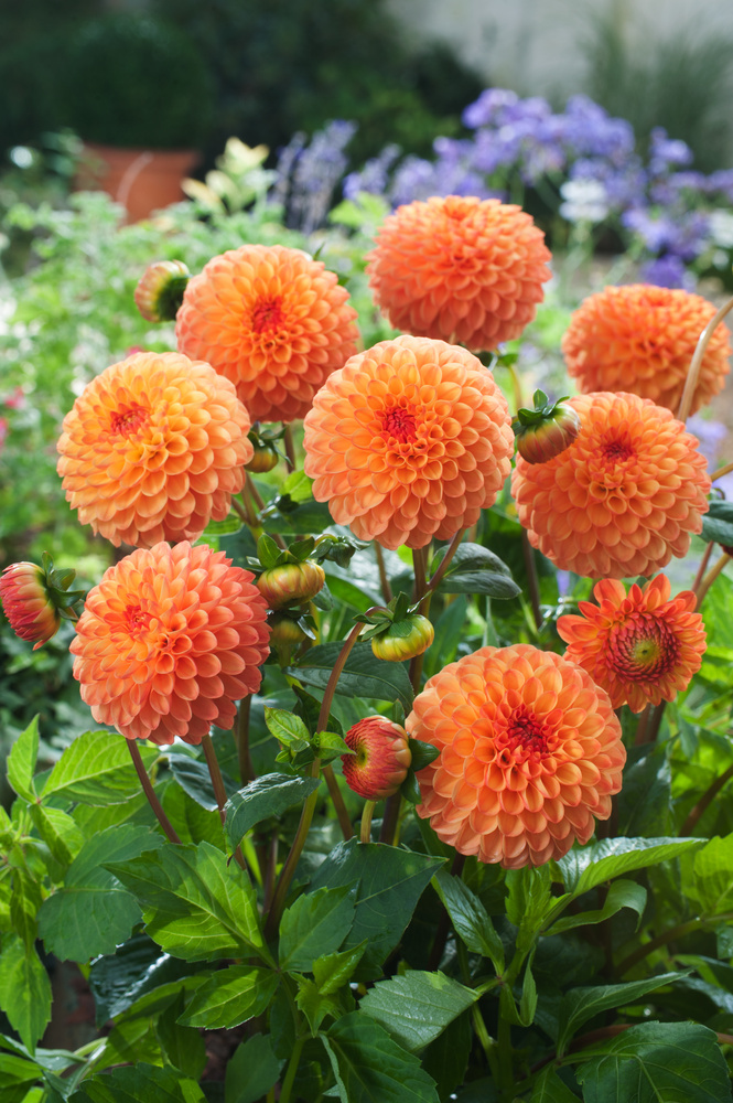 Dahlia Dahlia Pompon - Tuberi di dalia - Mix di 5 - FloraStore