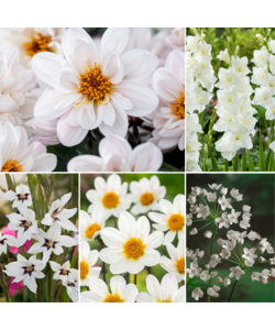 Bulb 'Jardin Blanc' - Mélange de bulbes à fleurs - 125 pièces