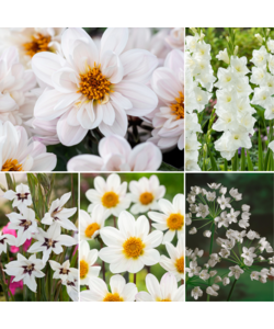 Bulb 'Jardin Blanc' - Mélange de bulbes à fleurs - 250 pièces