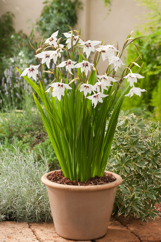 BULBI IN VASO IN CASA - DAVELI Garden