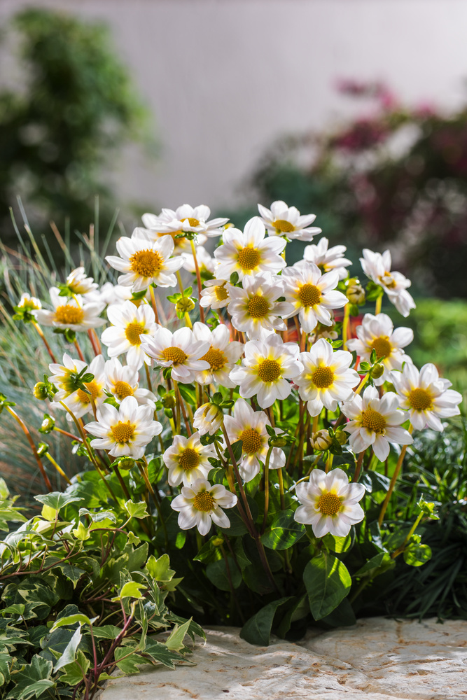 50x Bulbes de fleurs - Mélange 'White Collection' blanc acheter