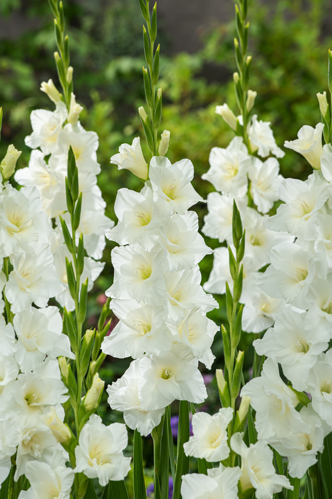 50x Bulbes de fleurs - Mélange 'White Collection' blanc acheter
